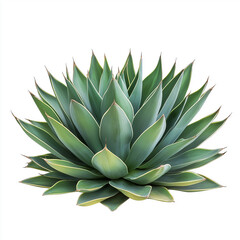 Fototapeta premium tropical agave bush, Isolated on white Background.