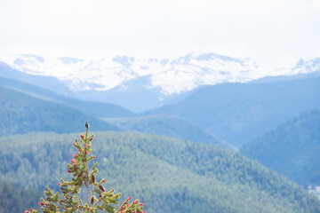 hummingbird perched atop a pine tree