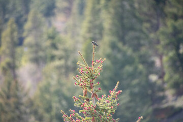 hummingbird perched atop a pine tree