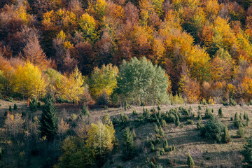 Scenic view of a hillside covered in trees displaying vibrant fall foliage showcasing a mix of...