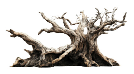 Gnarled weathered driftwood tree with transparent background isolated on checkered backdrop