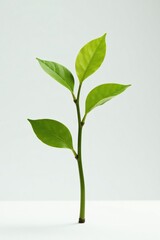 Fototapeta premium Single branch stretching upwards on white surface, upward, stem