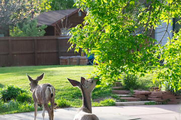 Strolling through the neighborhood 