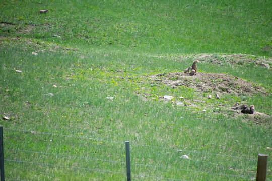 Prairie dog sitting outside its burrow