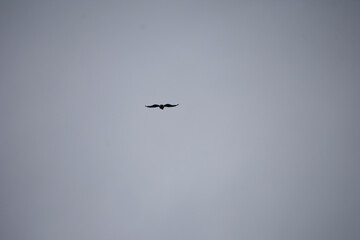 silhouette of a bird against a gray sky