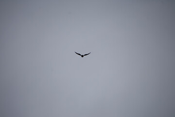 silhouette of a bird against a gray sky