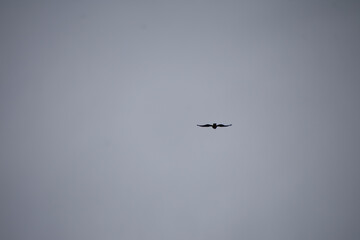 silhouette of a bird against a gray sky