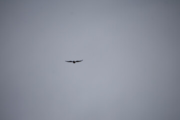 silhouette of a bird against a gray sky