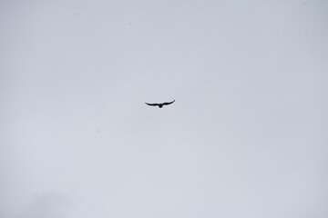 silhouette of a bird against a gray sky