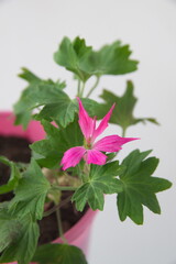 Stellar pelargonium "firework"  with pink flowers