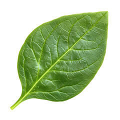 Obraz premium Fresh green spinach leaves carefully isolated on white close up with highly detailed veins long title Fresh vibrant green spinach leaves with