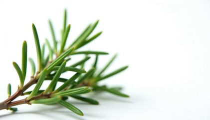 Fototapeta premium Sprigs of rosemary with needle-like leaves against a bright white backdrop, coniferous, nature