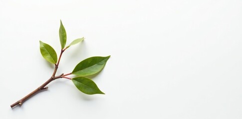 Obraz premium Small, bare branch with some minimal details and colors on a clean white backdrop, leaf, white