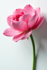 Fototapeta premium Delicate flower petals unfold on white canvas, closeup, flowers, blossomed