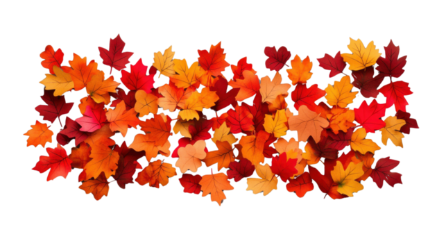 Autumn leaves falling on transparent background creating colorful border