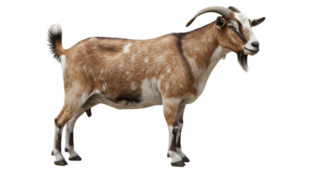 Boer Goat,agriculture, meadow, foal, illustration isolated on transparent background