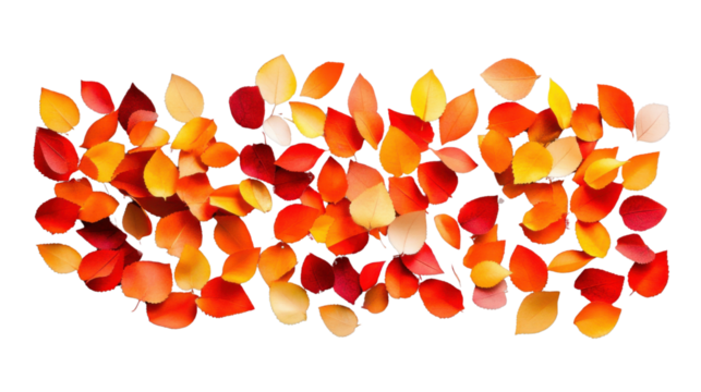 Colorful autumn leaves falling on transparent background