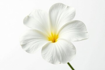 Fototapeta premium Single white bloom isolated on bright white background, showcasing delicate petals and soft texture, stems, nature, plant detail