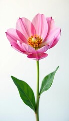 Fototapeta premium Delicate flower in full bloom on white background, flowers, petals