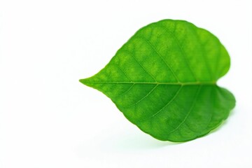 Single green leaf isolated on white background, plants, botanical