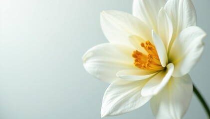 Close-up of pristine white petals on a flower , object, white, detail