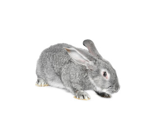 Fluffy grey rabbit on white background. Cute pet