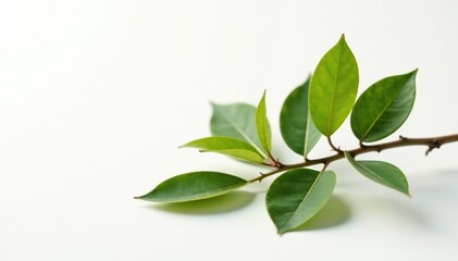 Fototapeta premium Single branch with leaves isolated on white background, artistic composition, decorative item, white space