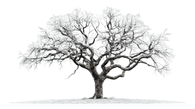 Majestic snow covered tree standing on a snowy patch with transparent background