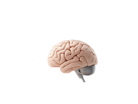 Artificial Intelligence Concept: Human Brain Model on White Background