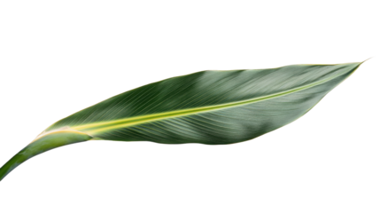 Single tropical green leaf with transparent background, showing its elegance and freshness