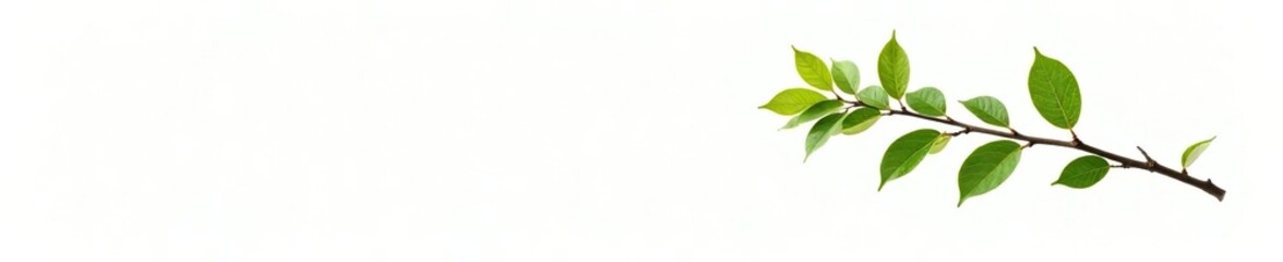 Fototapeta premium White background with isolated branch with brown trunk and green leaves, leafy, solitary