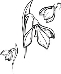 Line art set of snowdrop botanical illustration. Flower floral group or wedding invitation and cards, logo design, web, social media and poster