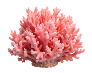 Coral isolated on transparent background