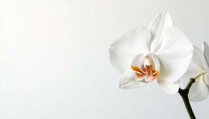 Obraz premium Delicate white orchid blossom on pure white background, white, peace
