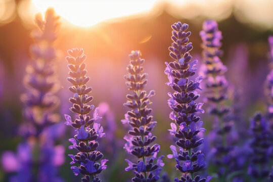 Purple flowers are in a field of green and purple flowers