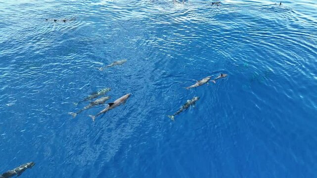 Melon-headed whales, Peponocephala electra, swim at the surface of the Gulf of Tomini on the east coast of Sulawesi, Indonesia. These widely-distributed toothed whales are rarely encountered.