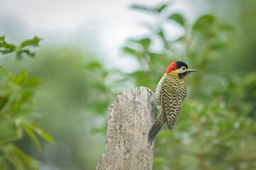 Green-barred woodpecker perched on fallen tree