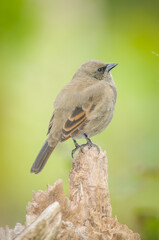A grayish baywing (Agelaioides badius), formerly known as the bay-winged cowbird against a blurred green background.