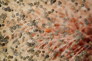 Closeup of fungus on a rotten red pepper.