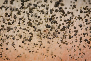 Closeup of fungus on a rotten red pepper.