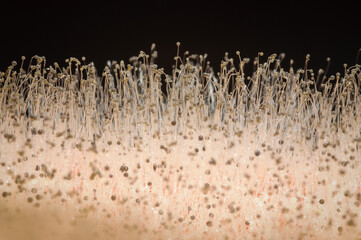 Closeup of fungus on a rotten red pepper.