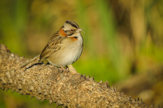 A rufous-collared sparrow  (Zonotrichia capensis) perched on a white floss-silk tree branch.