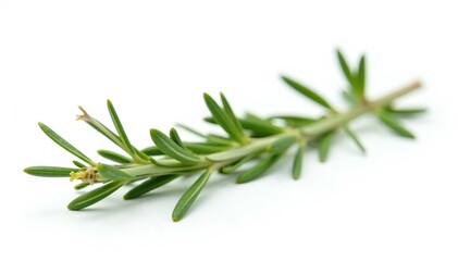 Fototapeta premium sprig of rosemary isolated against a plain white background, botanical, plants