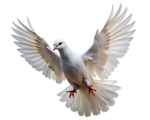 Obraz premium white dove flying isolated on transparent background