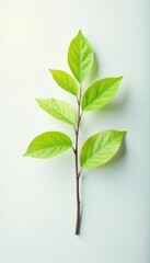 Fototapeta premium A small branch with leaves on a white background with soft light, nature, simple