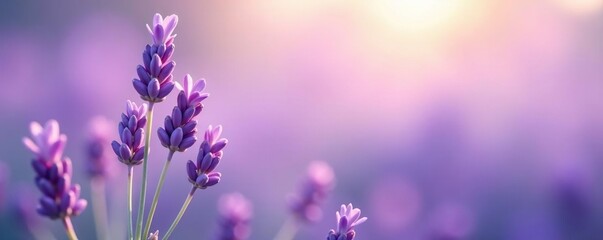 Obraz premium Delicate lavender in isolation with soft colors, calming, soft
