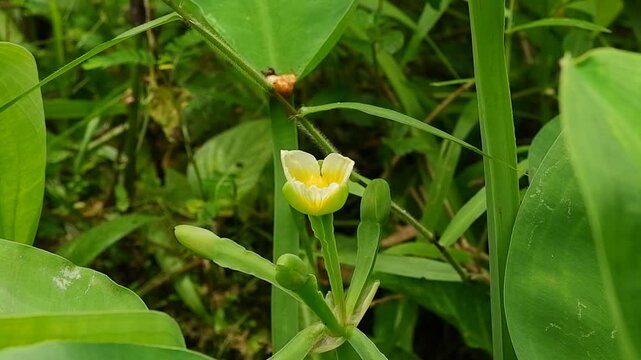 Genjer flowers or Limnocharis Flava in a small pool. Yellow Velvetleaf.