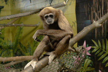 Gibbon sitting on a tree branch