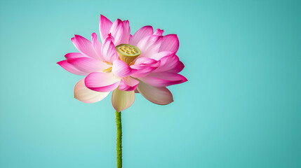 Pink Lotus Flower On Light Teal Background
