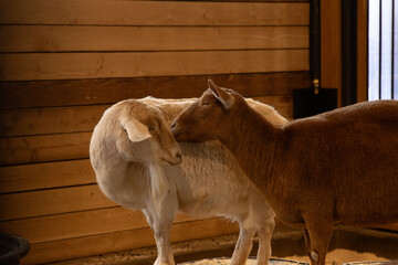 cute couple of goats